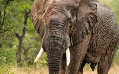 Namibia Conservation – The greatest conservation story ever told