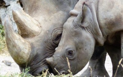 Preserving Namibia Safaris: Saving the Black Rhino