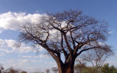 Owamboland: Holiday In Namibia With A Difference
