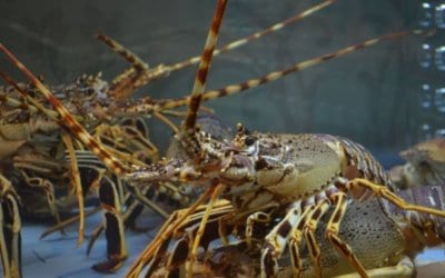 Crayfish Festival – Lüderitz, Namibia