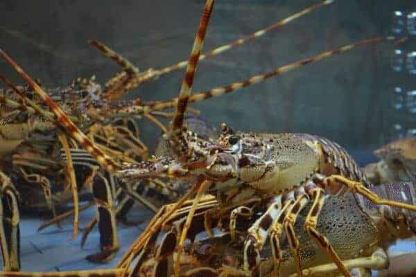Crayfish Festival – Lüderitz, Namibia