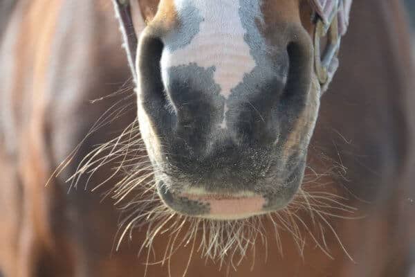 Horse Safaris in Namibia – The best 4×4 by far