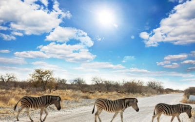 The low-down on Etosha National Park – Part One: A Long Walk of its own