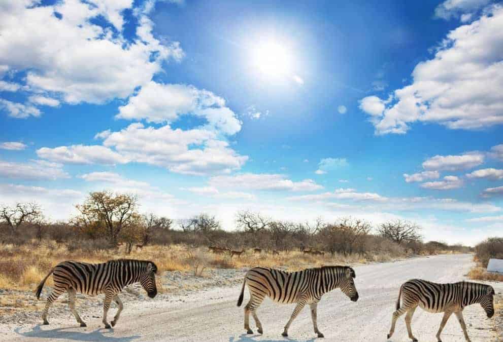 The low-down on Etosha National Park – Part One: A Long Walk of its own