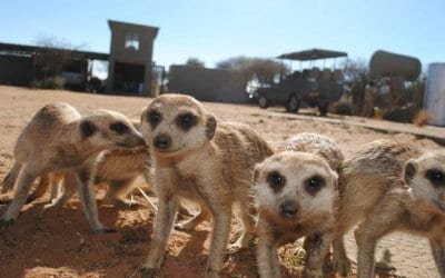 Will Namibia continue to lead the way conservation-wise in the face of new challenges?