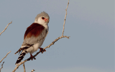 Namibia – For the Birds