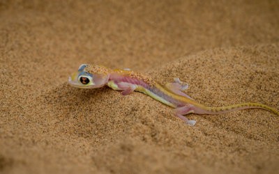 Inhabitants of the Namib – the Dune Gecko