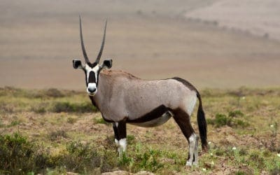 A Namibian Icon – the Gemsbok