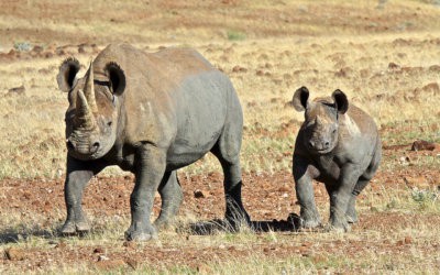 Roughing it for the Rhinos in Namibia