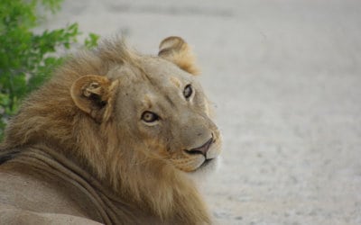 The Desert Lions of Namibia