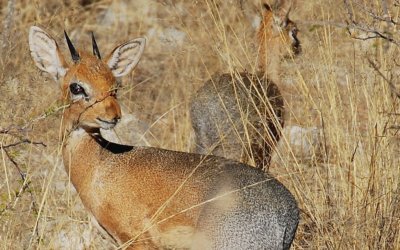 The Damara Dik Dik