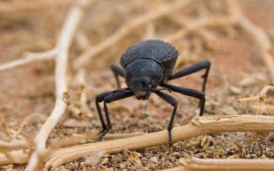 The Toktokkie – The Fastest Thing on Six Legs