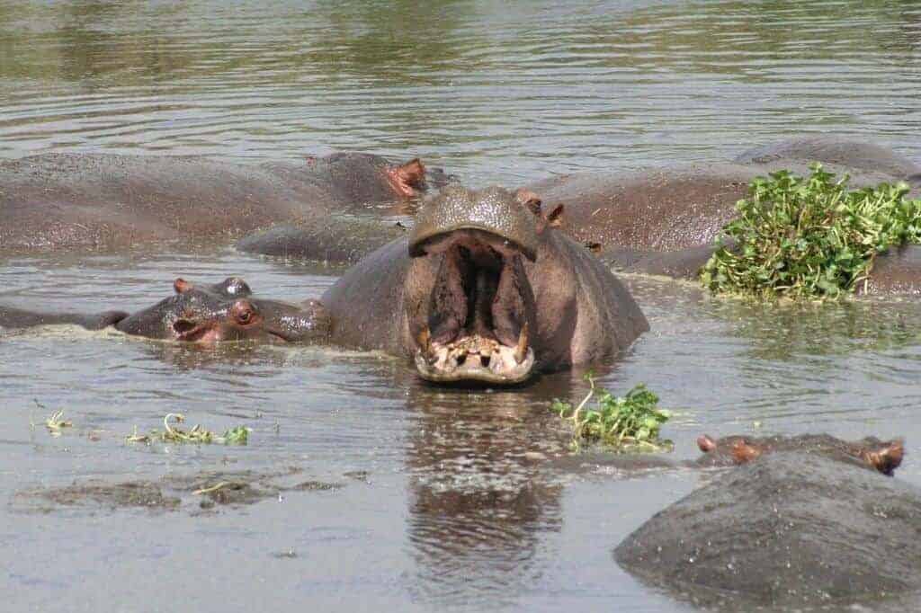 Hippos in Namibia | Namibian Hippos | Namibian Wildlife | Travel Blog Hippos in Namibia | Namibian Hippos | Namibian Wildlife | Travel Blog