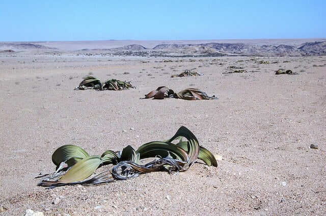 Welwitschia Drive