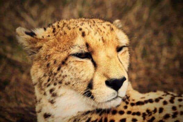 Cheetahs are coming back: A guide on how not to confuse them with