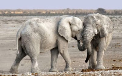 Arebbusch Wildlife – The Elephants of Namibia