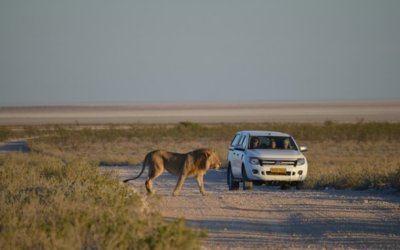 The Lions of Namibia