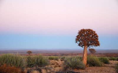 Weird and Wonderful Plants of Namibia