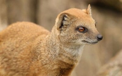 Wildlife of Namibia – The Yellow Mongoose aka Red Meerkat