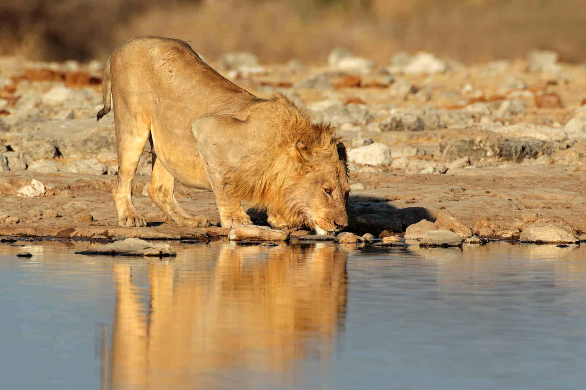 Making the Most of Namibian Wildlife | Arebbusch Travel Lodge Making the Most of Namibian Wildlife | Arebbusch Travel Lodge