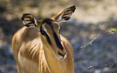 Black-Faced Impala – Not Just Any Impala