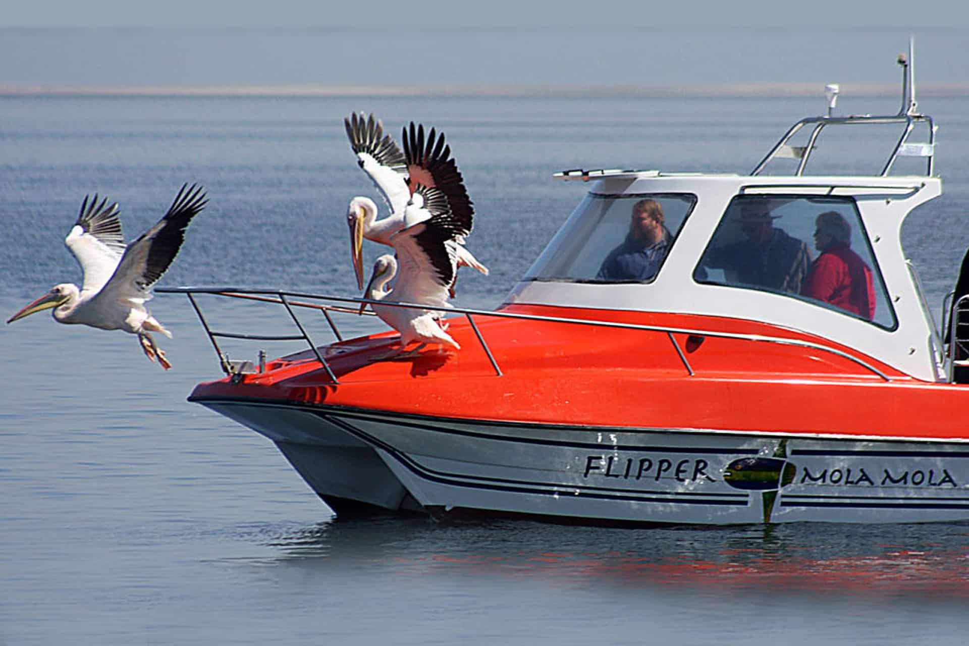 walvis bay boat trips