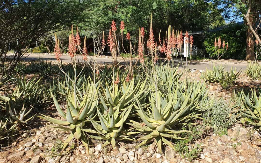 The Aloes Of Namibia