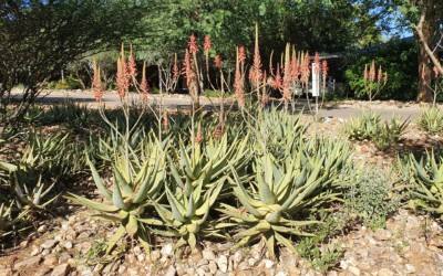 The Aloes Of Namibia