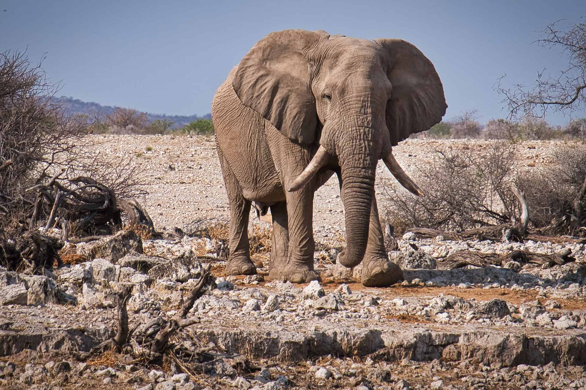 Etosha National Park in Namibia