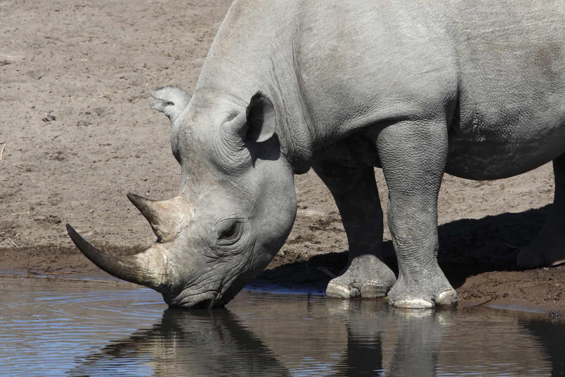 Etosha National Park in Namibia