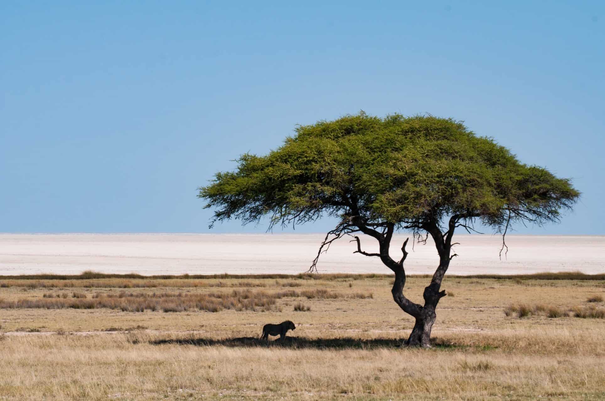 Etosha National Park in Namibia