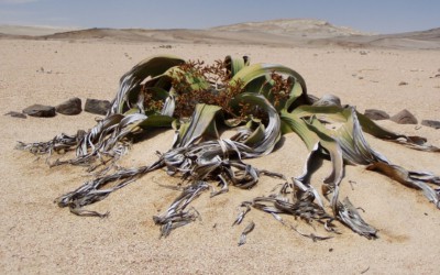 The Miraculous Welwitschia Mirabilis in Namibia