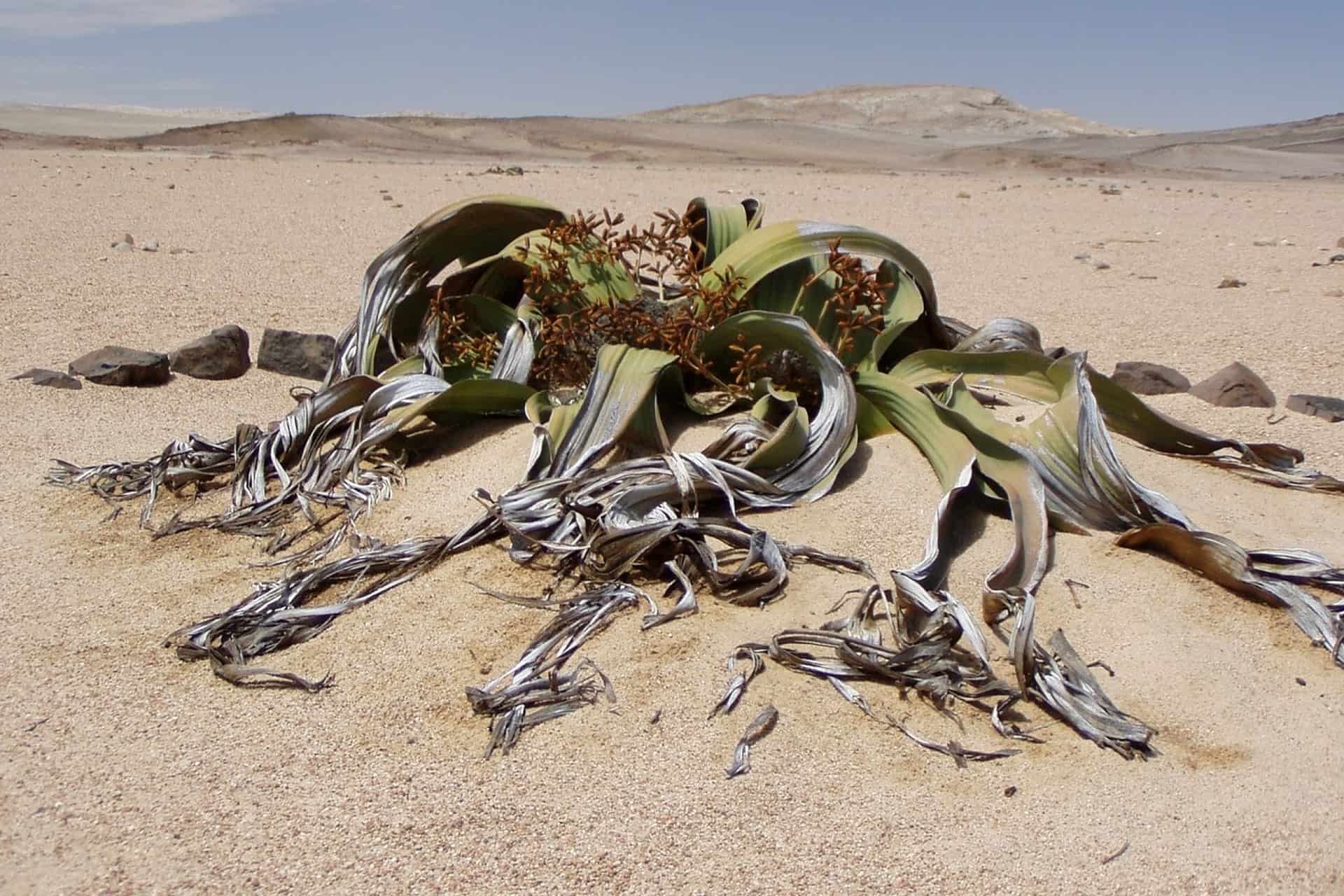 About the Welwitschia Mirabilis | Namibian Plantlife | Travel Blog About the Welwitschia Mirabilis | Namibian Plantlife | Travel Blog