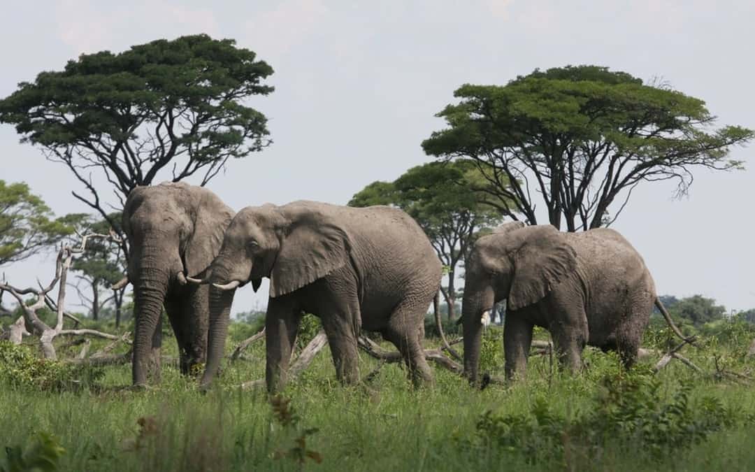 Mudumu National Park