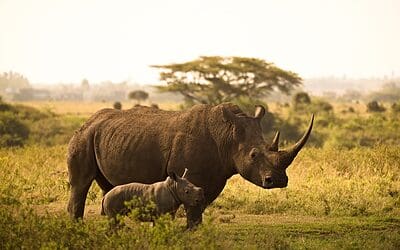 Rhinos In Africa