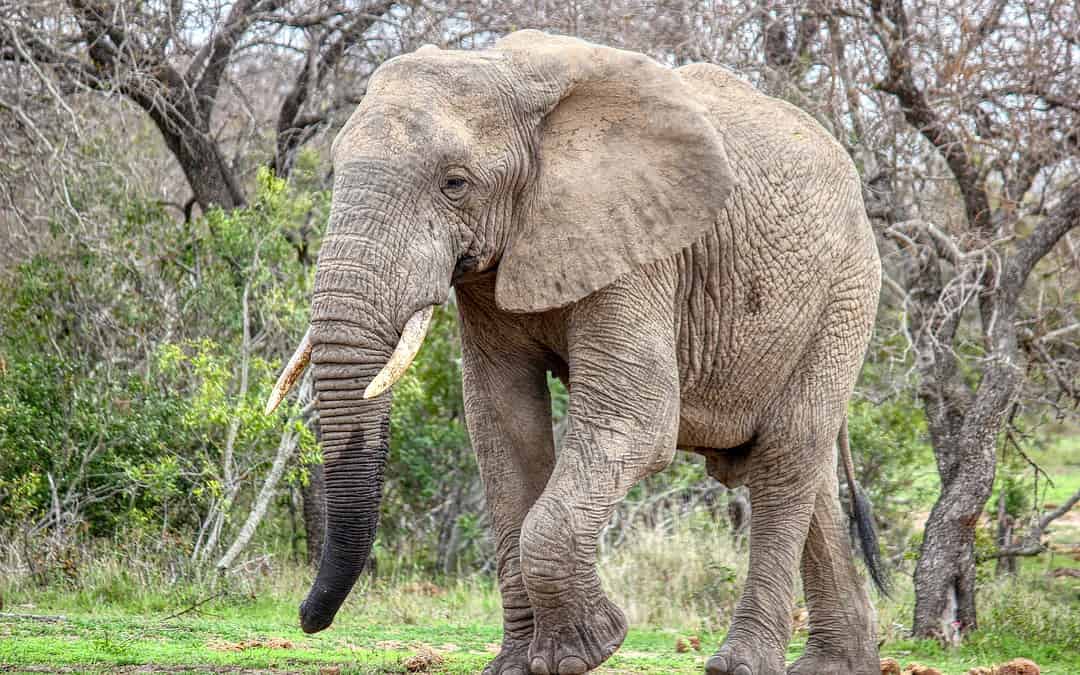 6 Reasons To Go Game Viewing In Namibia