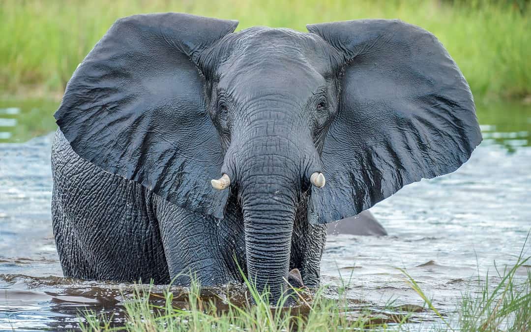 The Okavango Delta