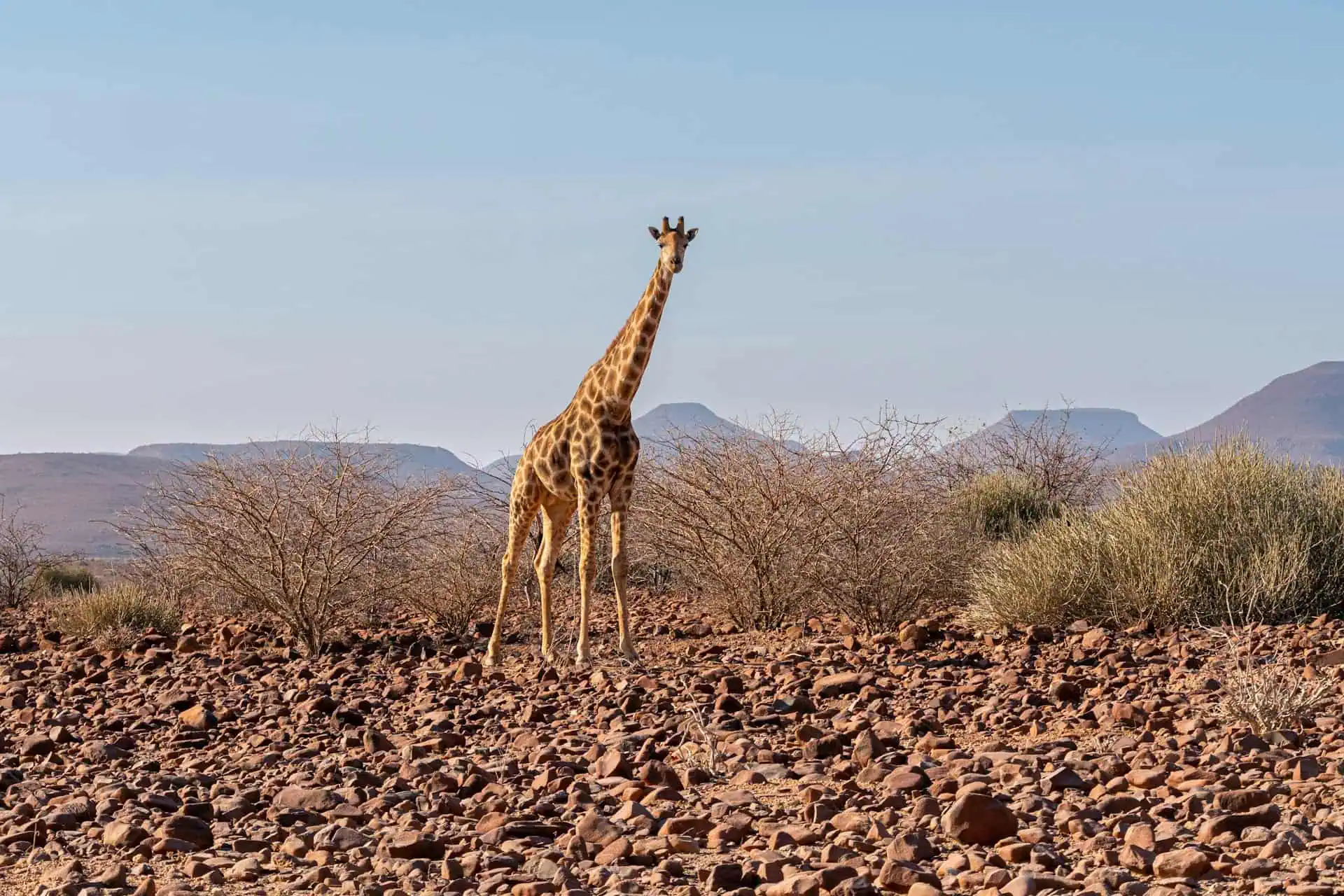 Damaraland - Attraction in Namibia Damaraland - Attraction in Namibia