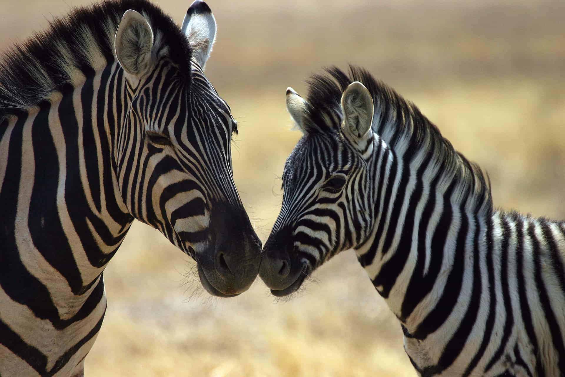 Namibian Wildlife - Zebras In Namibia Namibian Wildlife - Zebras In Namibia