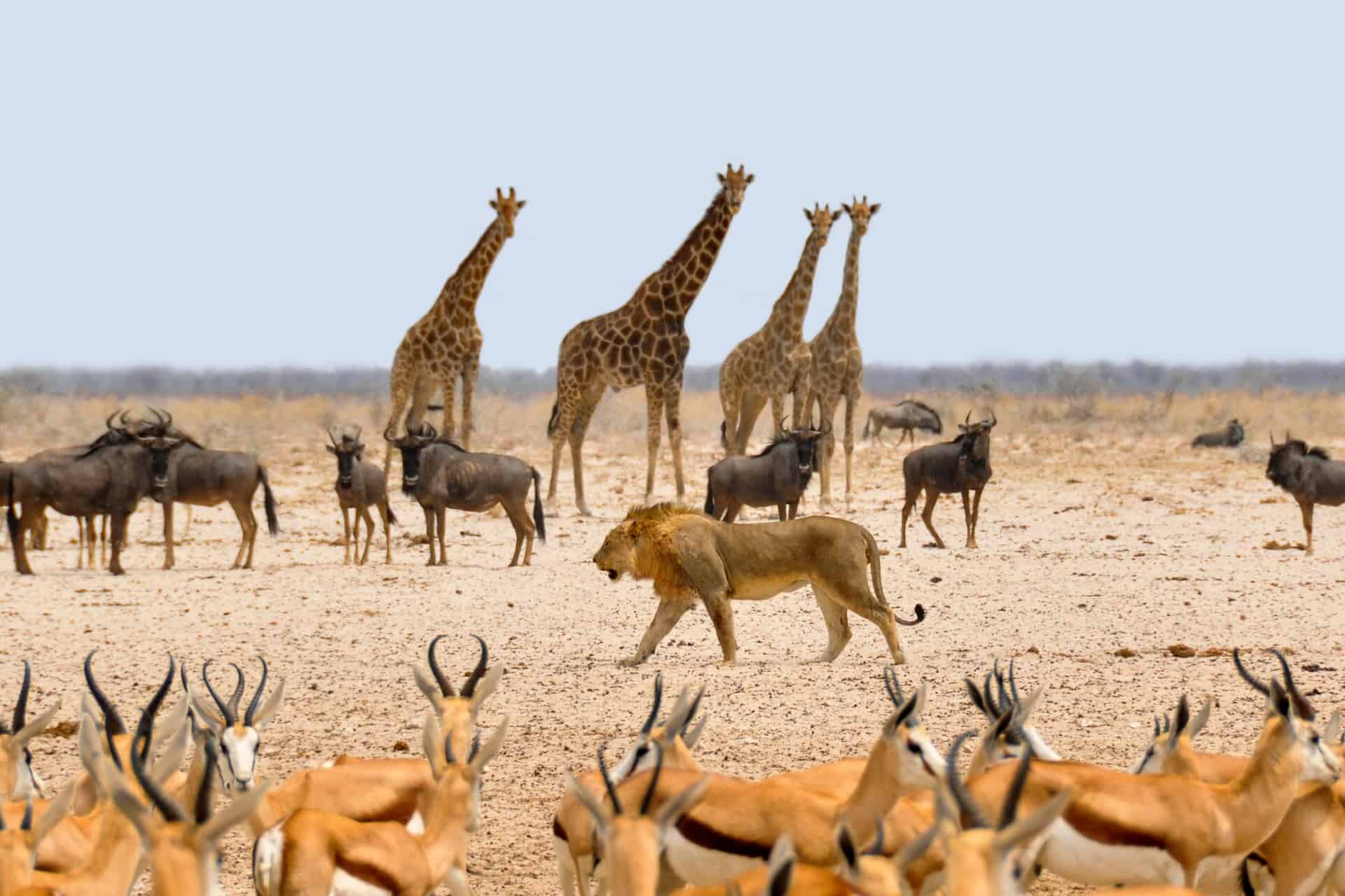Etosha National Park - National Parks In Namibia Etosha National Park - National Parks In Namibia
