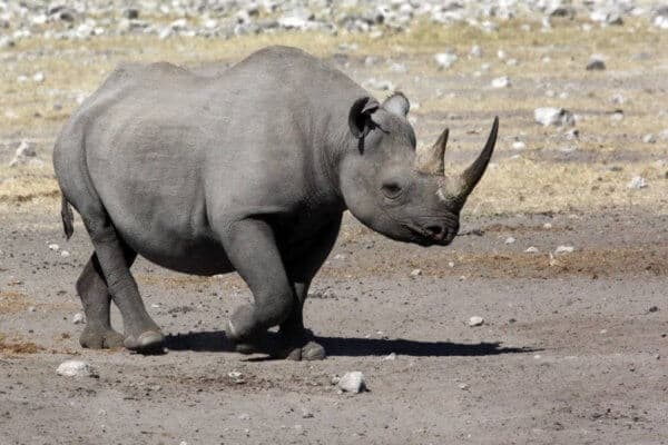 Black-Rhino-1024×682-600×400-1