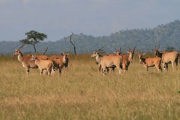 Eland