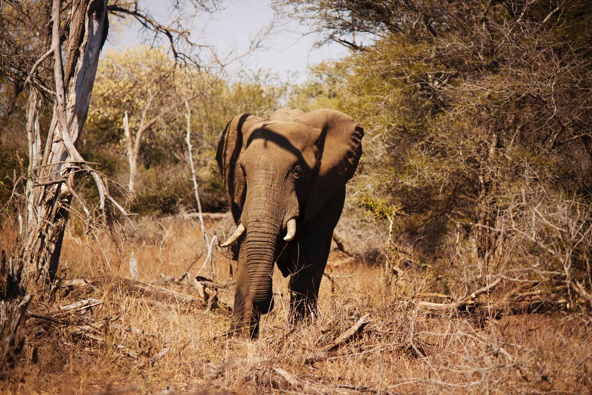 Kruger-National-Park-National-Park-in-South-Africa-2-1