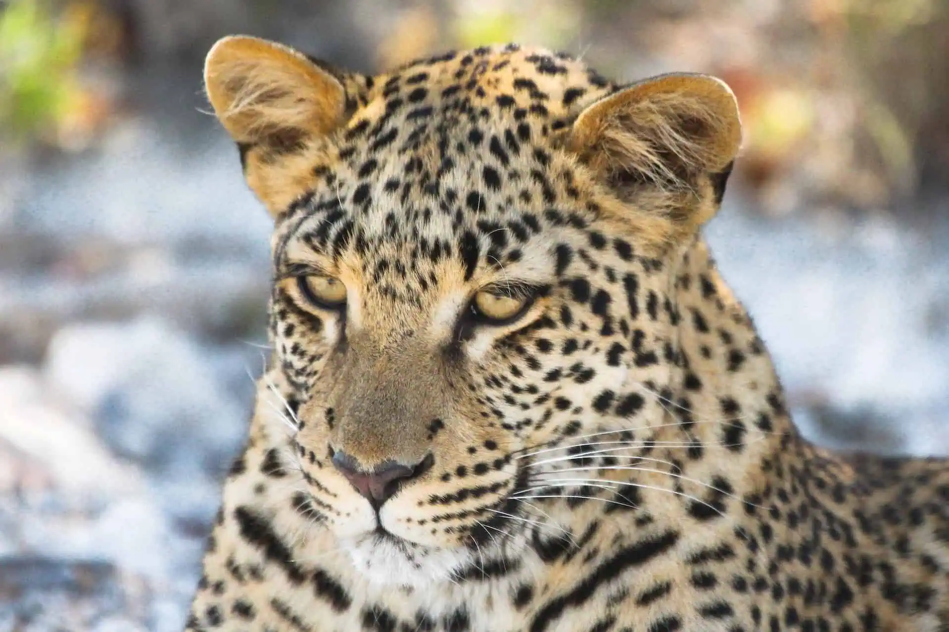 Leopard-in-Etosha-National-Park-2