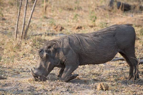 Namibian-Warthog-600×400-1