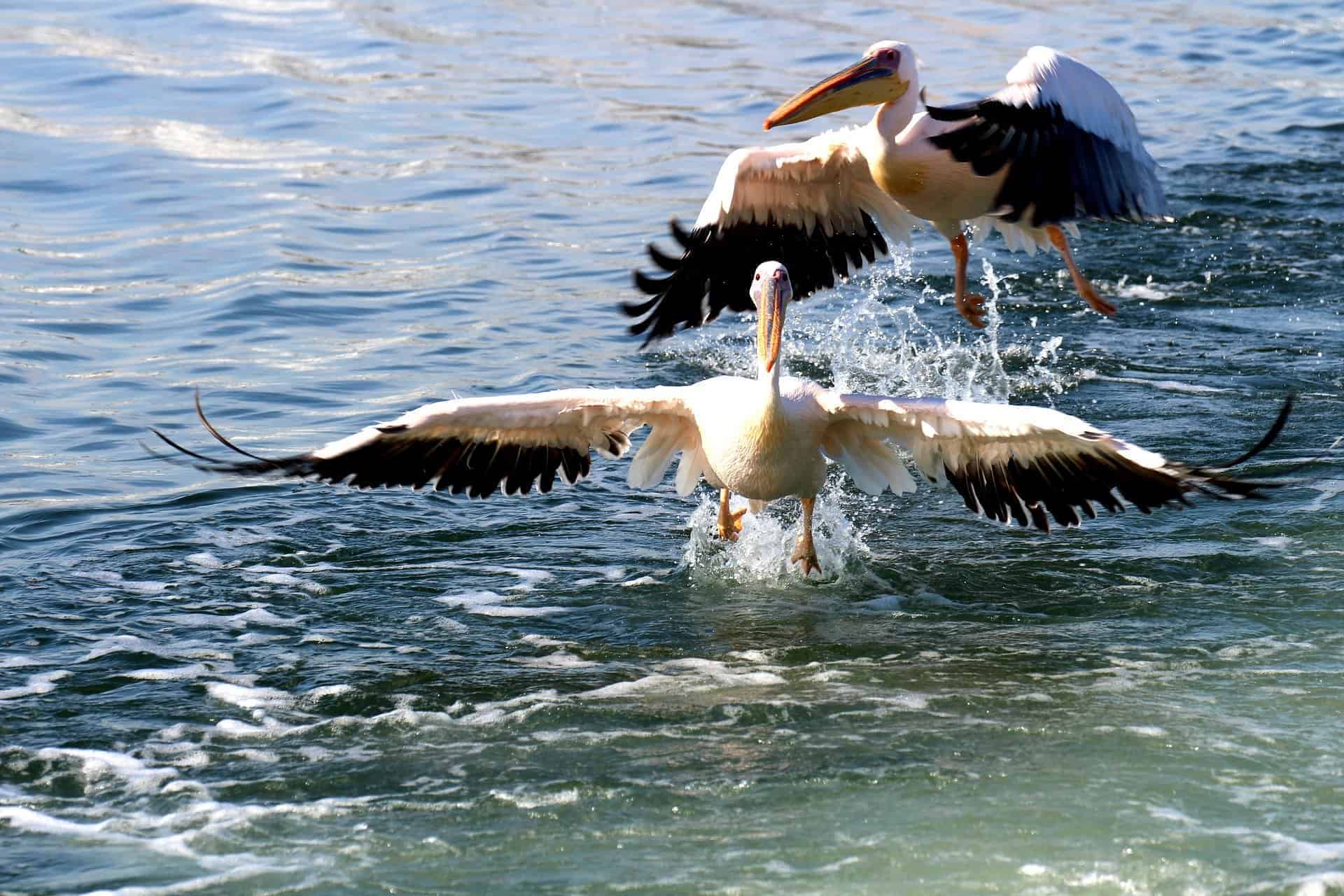 Sandwich-Harbour-Attractions-In-Namibia-Arebbusch-Travel-Lodge-1