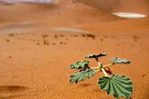 Tourism-in-Namibia-600×400-1