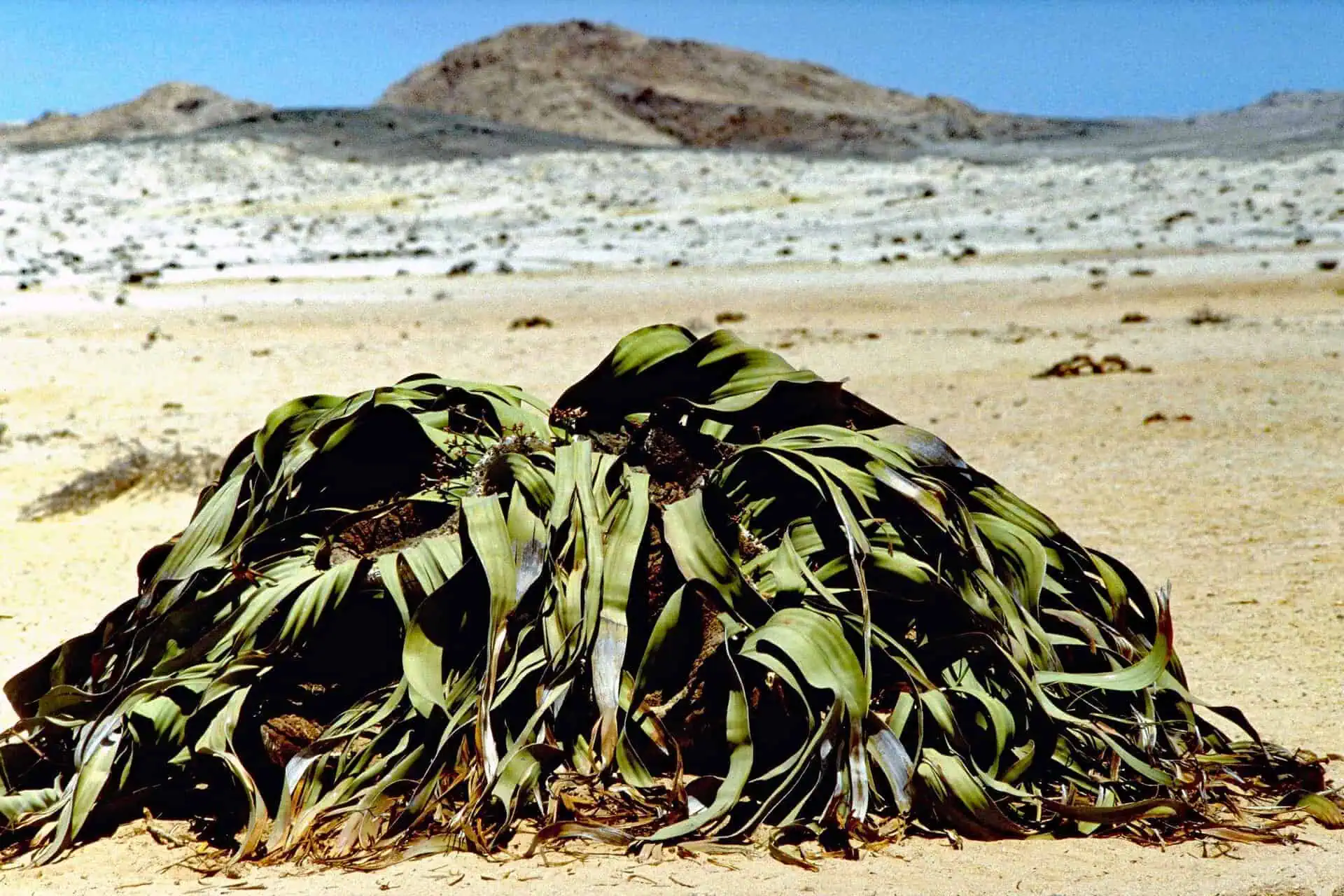 Welwitschia-in-Namibi-3