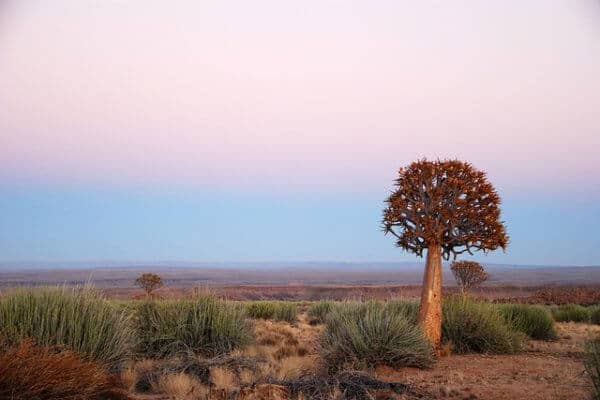 Wonderful-Namibian-Plants-600×400-1