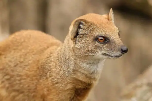 Yellow-mongoose-1024×787-600×400-1